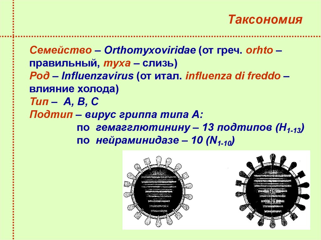 Семейство гриппа. Вирус гриппа таксономия. Вирус гриппа микробиология систематика. Классификация вируса гриппа. Таксономия и классификация вирусов гриппа.