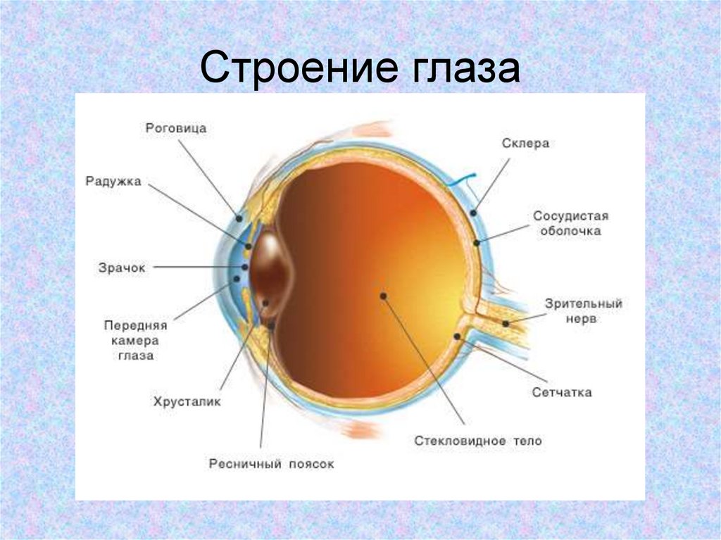 Структура глаза рисунок