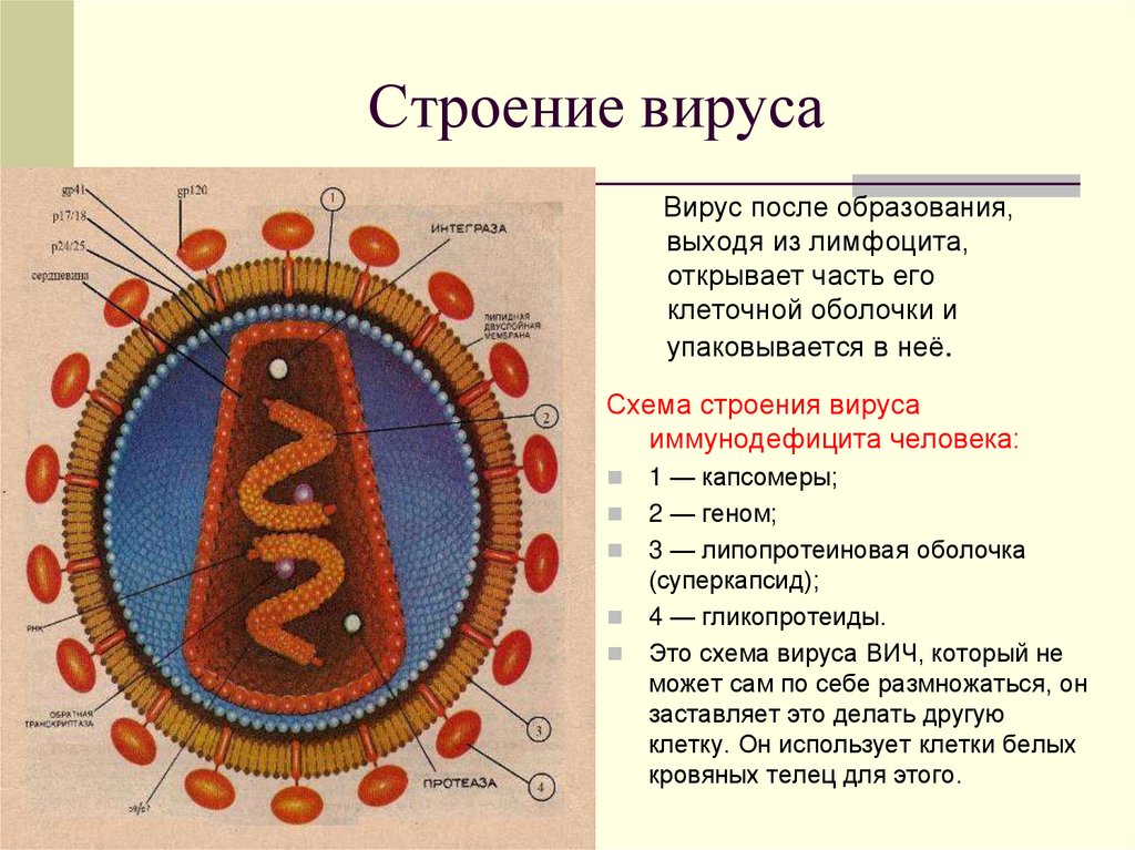 Строение вируса вич рисунок