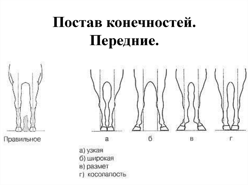 Постав конечностей. Передние.