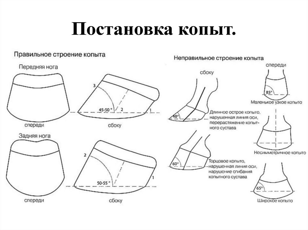 Постановка копыт.