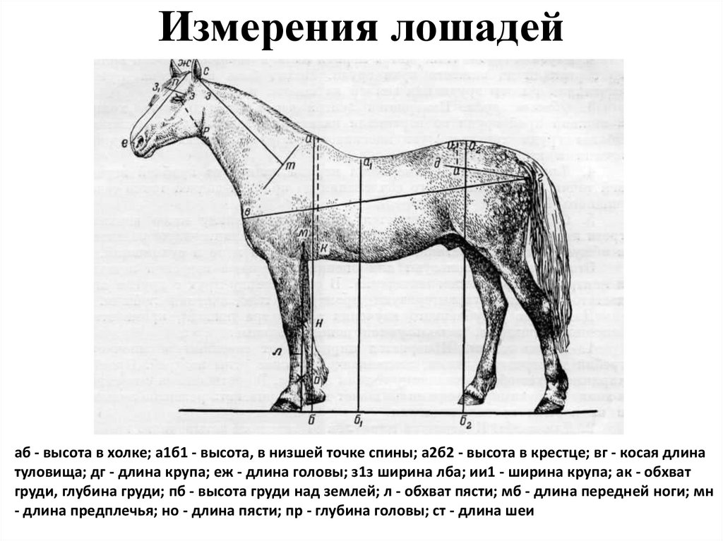Измерения лошадей