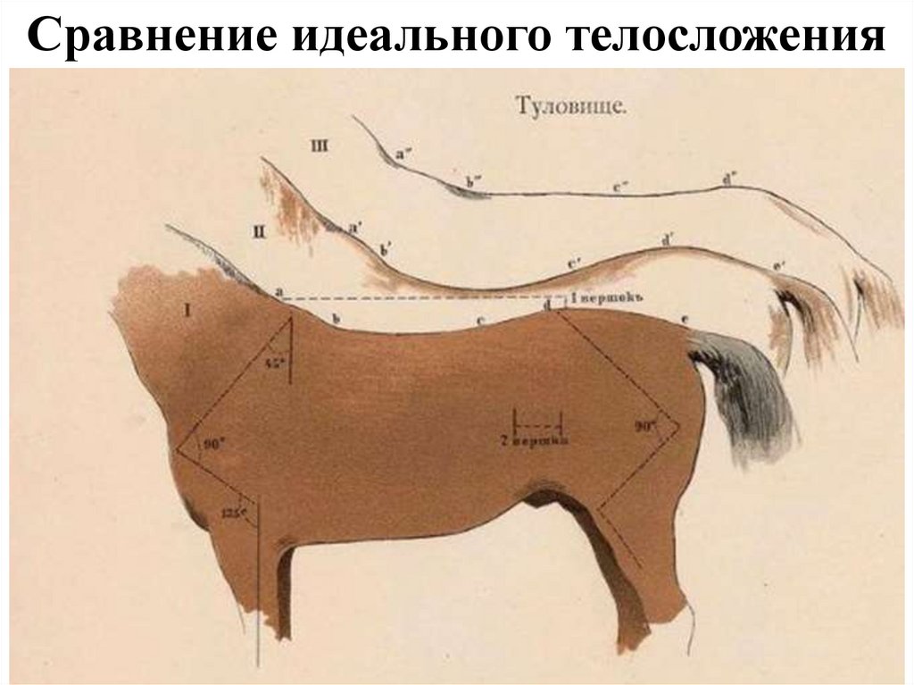 Сравнение идеального телосложения