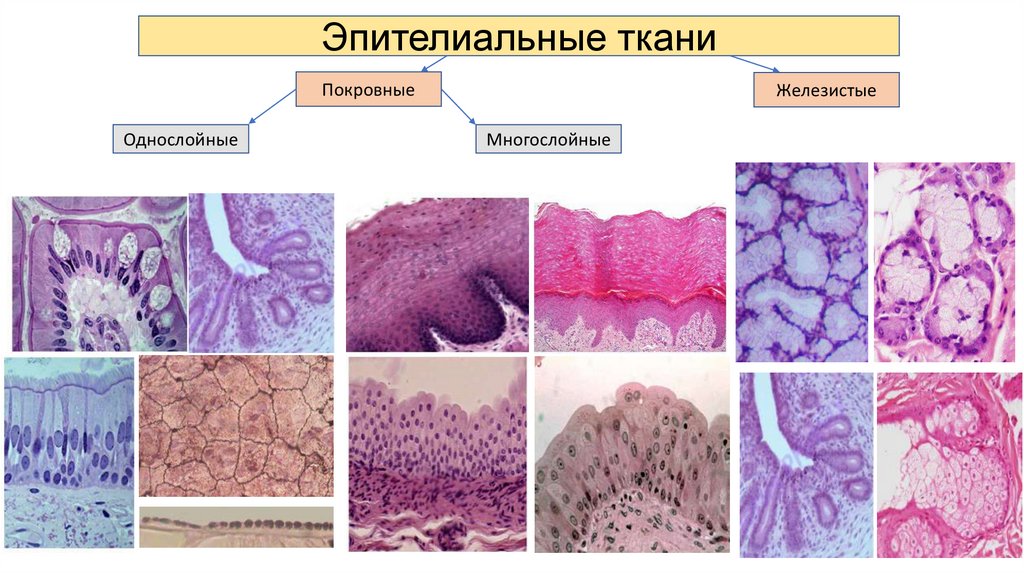 Гистология. Виды тканей - презентация онлайн