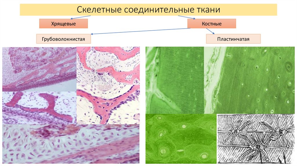 Хрящевая ткань развивается. МИОНЕЙРАЛЬНАЯ ткань гистология. Костная ткань гистология. Скелетные соединительные ткани гистология. Слизистая ткань гистология.