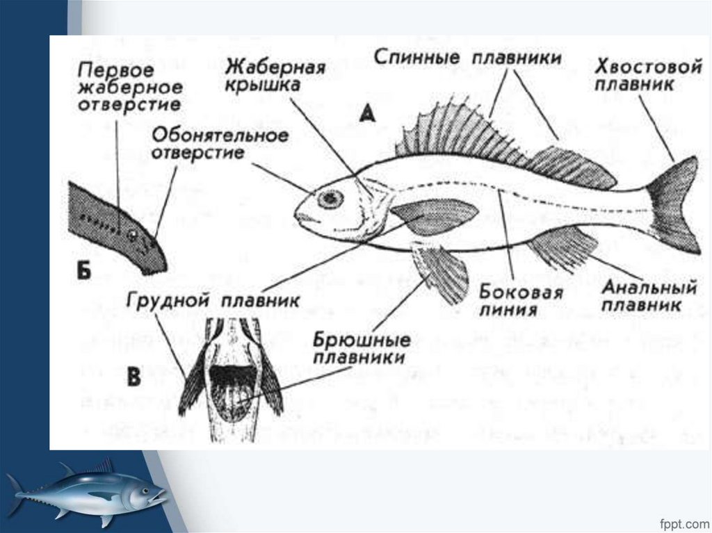 Имеет парные плавники