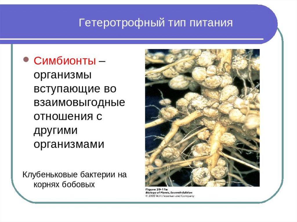 Группа симбиотических организмов. Бактерии симбионты. Питание бактерий симбионтов. Симбионты Тип питания. Клубеньковые бактерии на корнях бобовых.