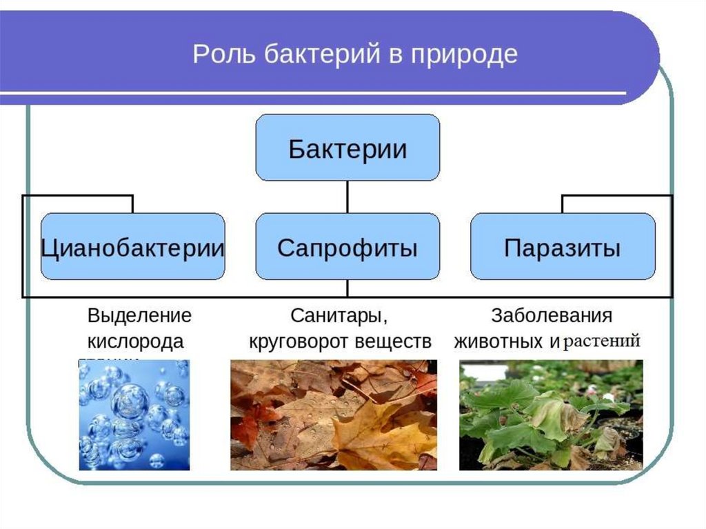 Значение бактерий и грибов. Роль бактерий в жизни растений и человека. Бактерии в природе и жизни человека 5 класс биология. Роль бактерий в природе. Роль бактерий в природе и жизни человека.