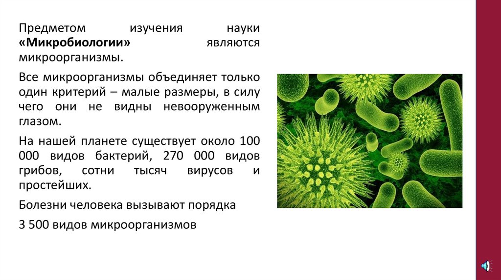 Общие признаки бактерий и вирусов