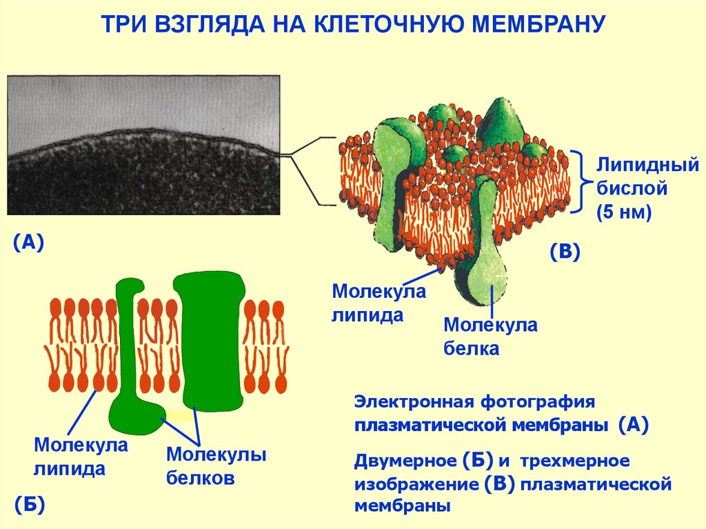 Липидный бислой клеточной мембраны. Липидный бислой в хлоропластах. Организация биологических мембран