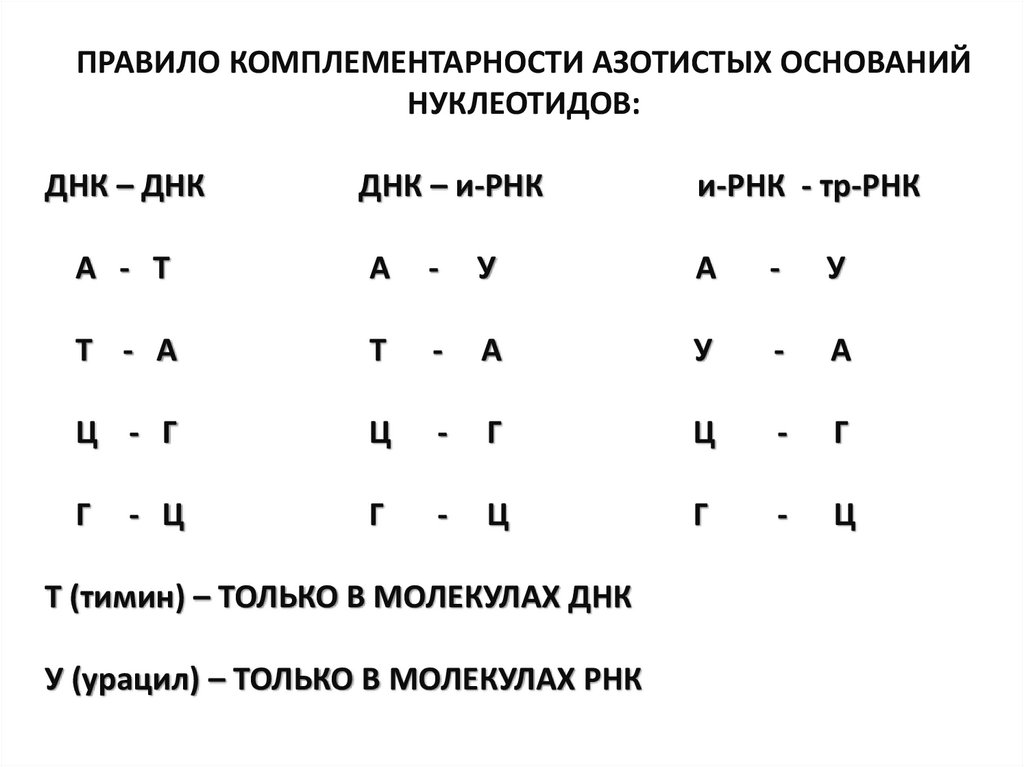 Пластический обмен презентация