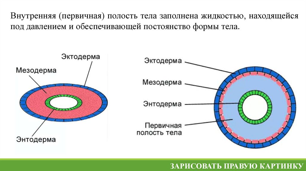 Стенка тела круглых червей представлена