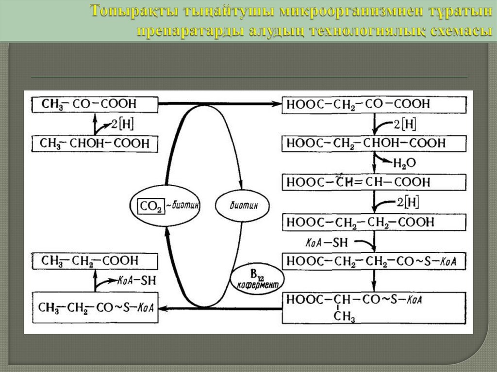 Топырақты тыңайтушы микроорганизмнен тұратын препаратарды алудың технологиялық схемасы