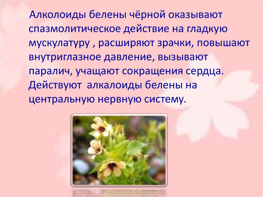 Как пишется белены. Белена алкалоиды. Ядовитые алкалоиды. Алкалоиды белены черной. Ядовитое вещество белены.