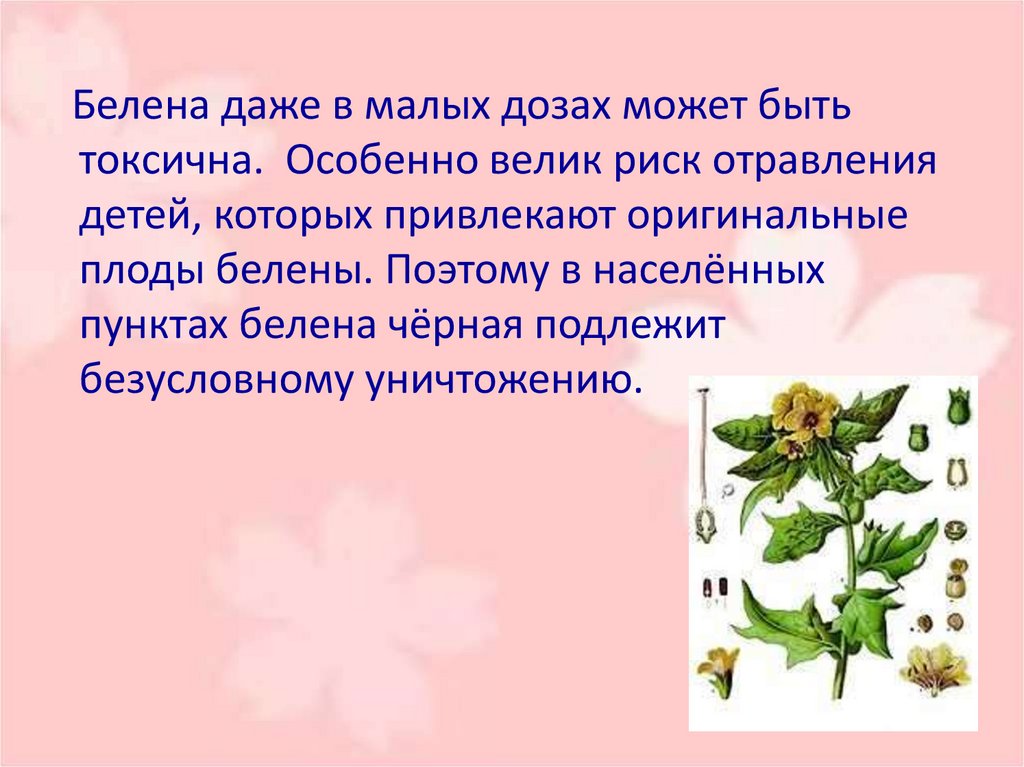 Беленою значение. Белена рассказ. Белена доклад. Рассказ о Белене. Краткое сообщение о Белене.