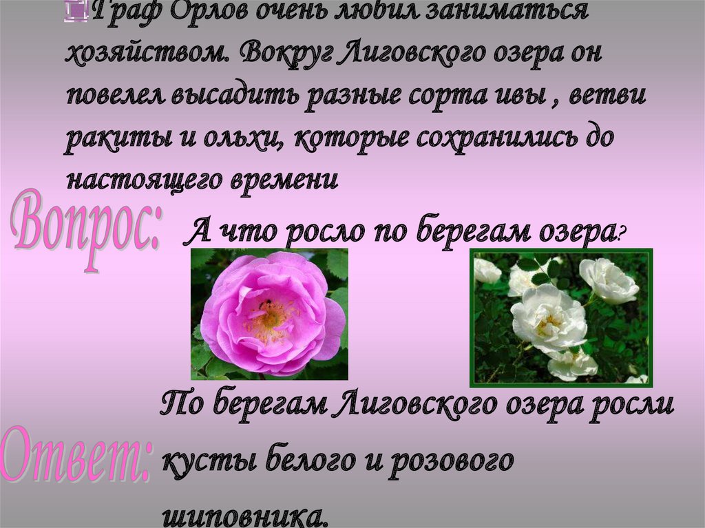 Граф Орлов очень любил заниматься хозяйством. Вокруг Лиговского озера он повелел высадить разные сорта ивы , ветви ракиты и