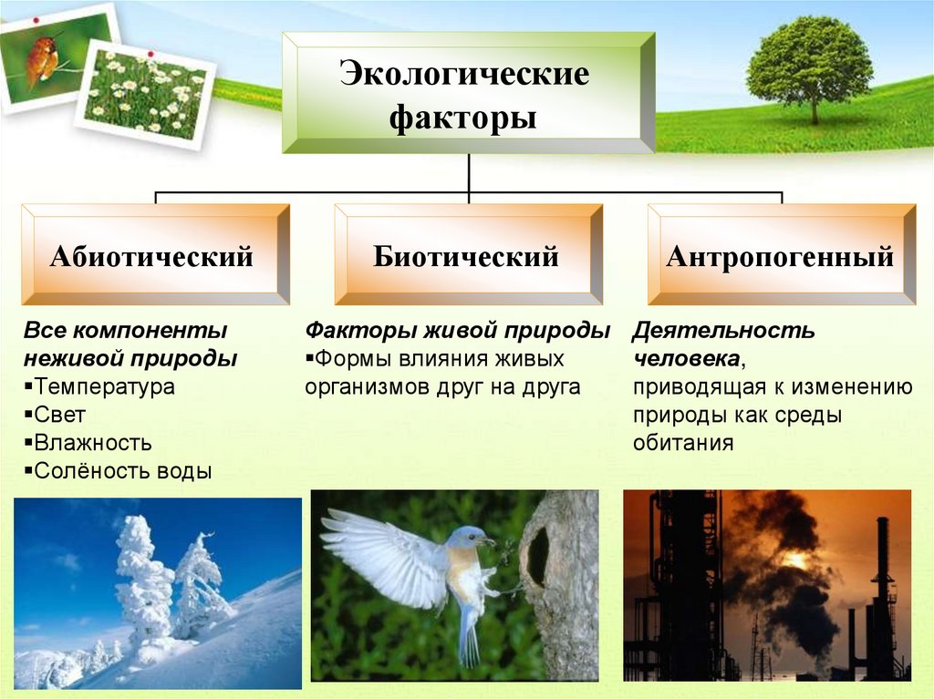 Среды обитания и экологические факторы тест