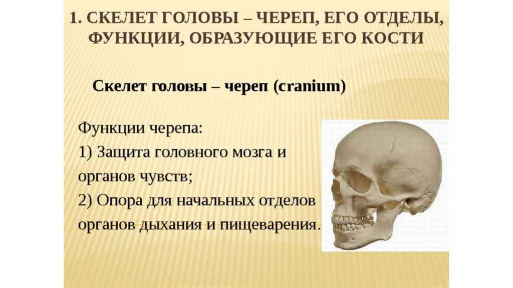 Значение скелета человека. Строение кости черепа человека. Скелет человека мозговой отдел черепа. Функции скелета головы. Скелет головы кости головного черепа.