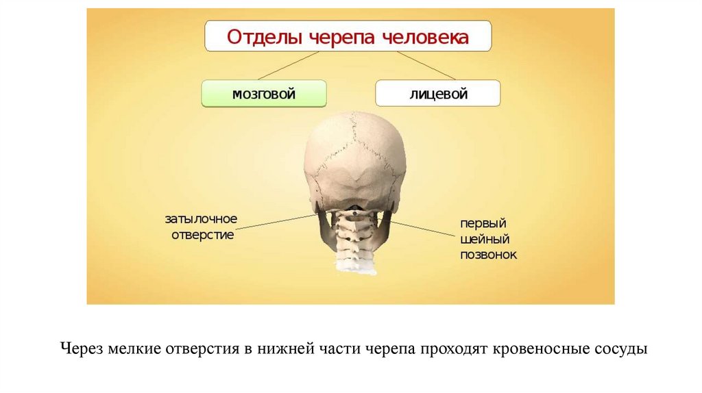 Мозговая лицевая часть черепа. Соединение костей мозгового отдела черепа. Кости мозгового черепа и швы черепа. Отделы скелета головы человека. Кости скелета отдела соединения череп.