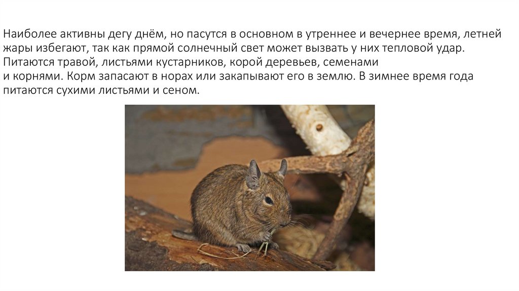 Наиболее активны дегу днём, но пасутся в основном в утреннее и вечернее время, летней жары избегают, так как прямой солнечный