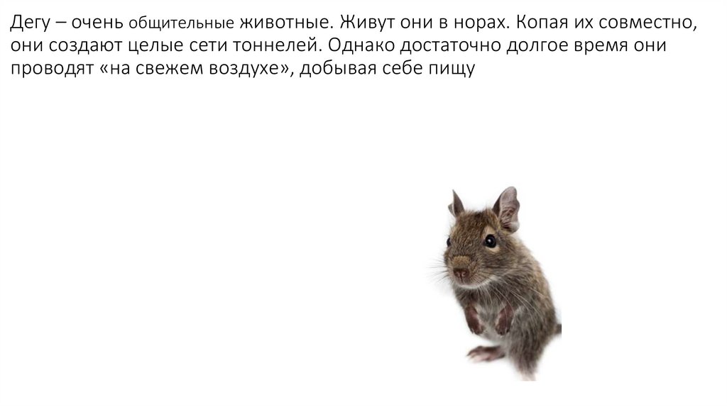 Дегу – очень общительные животные. Живут они в норах. Копая их совместно, они создают целые сети тоннелей. Однако достаточно