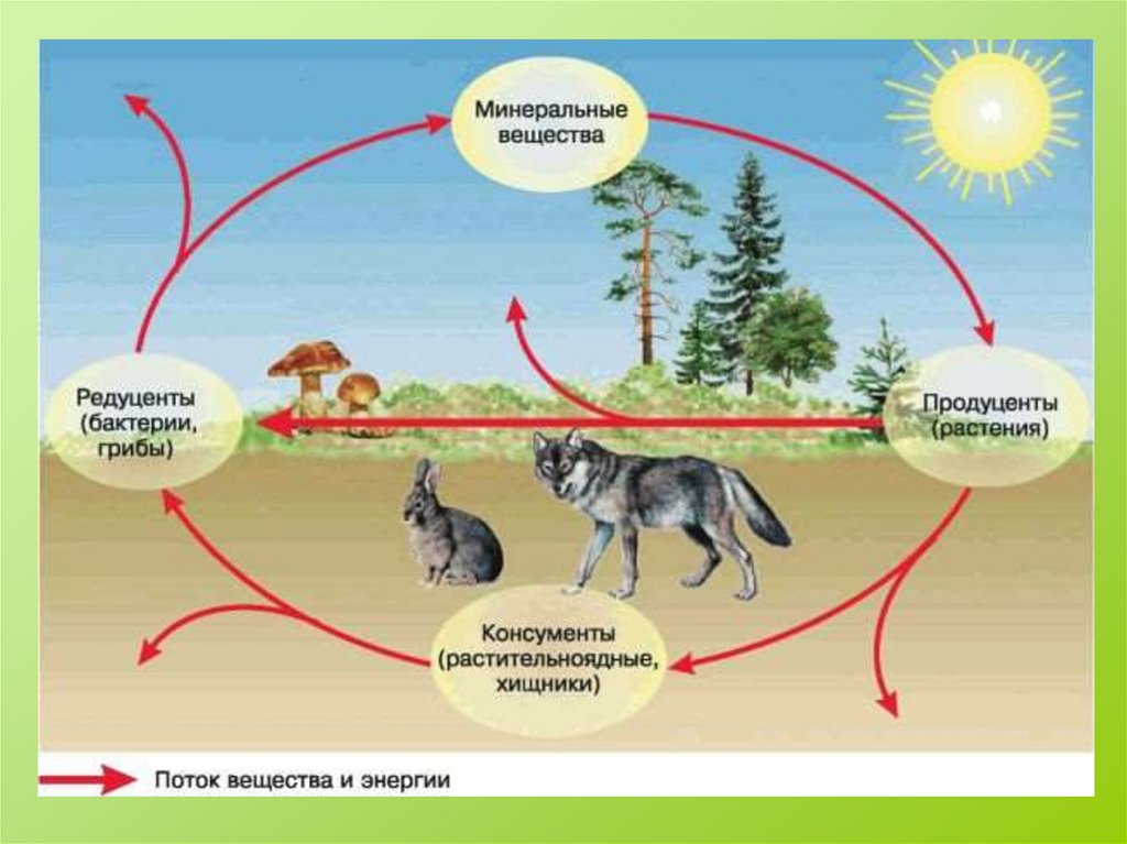 Консументом первого порядка в природном сообществе. Продуценты 2) консументы 3) редуценты. Цепь питания продуценты консументы редуценты. Необходимые компоненты экосистемы. Круговорот веществ в экосистеме схема.