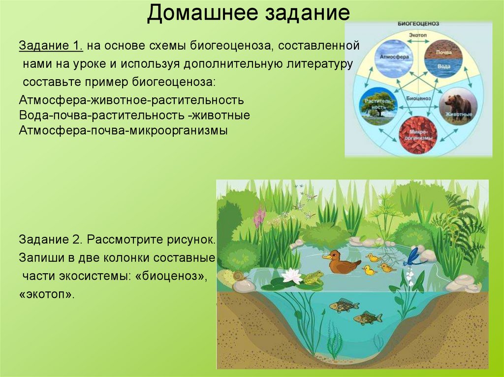 Биогеоценоз автор. Фон для презентации биогеоценоз. Биогеоценоз пришкольного участка. Уголь это биогеоценоз или.