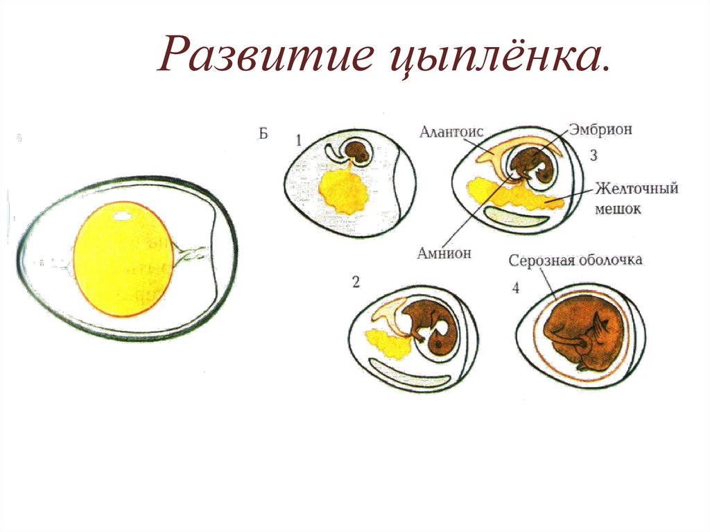 Тип развития яйца
