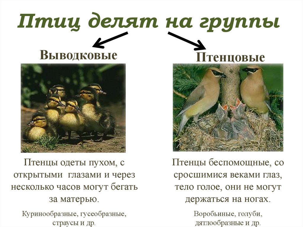 Определите тип развития птенцов. Выводковые птенцы характеристика. Характеристика птенцов выводковых птиц. Выводковые и гнездовые птенцы таблица. Птенцы выводковые и гнездовые.