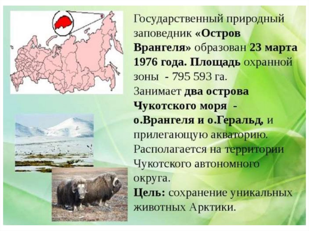 Остров врангеля природная зона. Заповедник остров Врангеля природная зона. Природный комплекс заповедника остров Врангеля на карте. Описание природной зоны остров Врангеля. Особо охраняемые природные территории острова Врангеля.