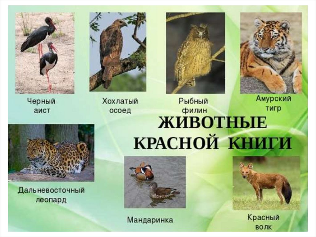 Примеры животных занесенные в красную книгу