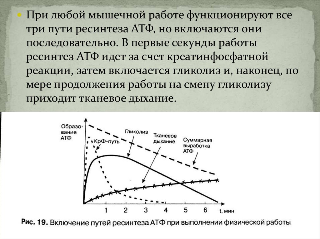 При каких действиях достигается наибольшая эффективность. Биоэнергетика мышечной деятельности. Пути ресинтеза АТФ В работающей мышце. Лекция биоэнергетика мышечной деятельности. КРФ путь ресинтеза АТФ.