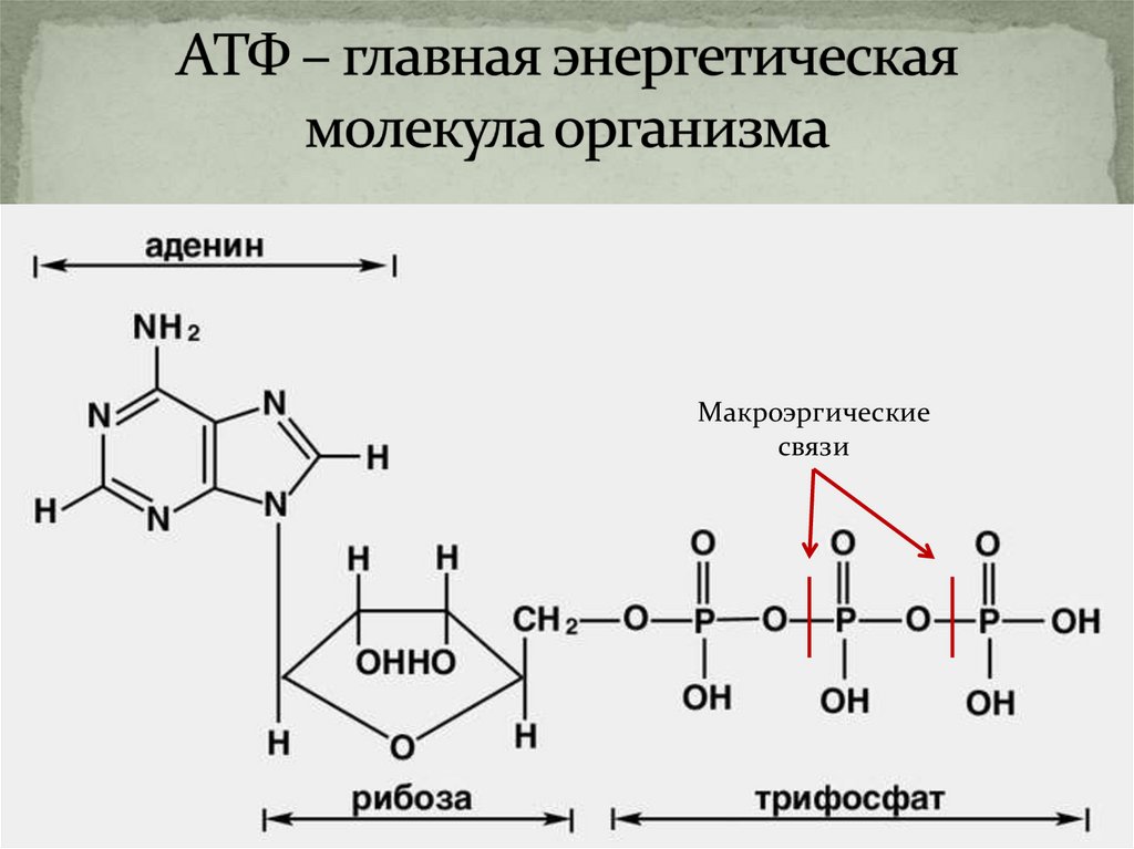 Продуктом является атф. Молекула АТФ. Макроэргические связи в АТФ. Макроэргические соединения.
