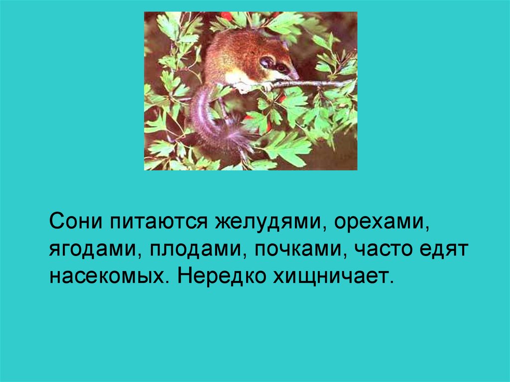 Красная книга курской области растения и животные фото и описание