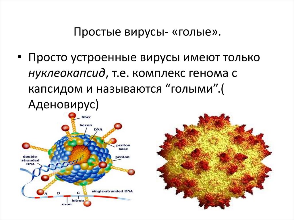 Вирусы 1 группы