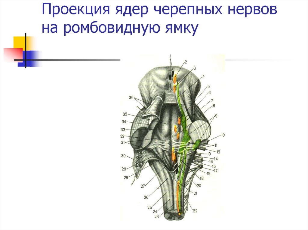 Ромбовидная ямка черепные нервы. Проекция ядер ЧМН на ромбовидную ямку. Ядра черепно мозговых нервов в ромбовидной ямке.