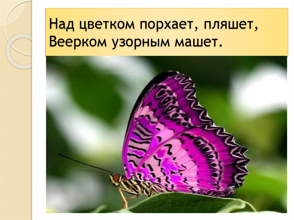 Над цветком порхает, пляшет, Веерком узорным машет.