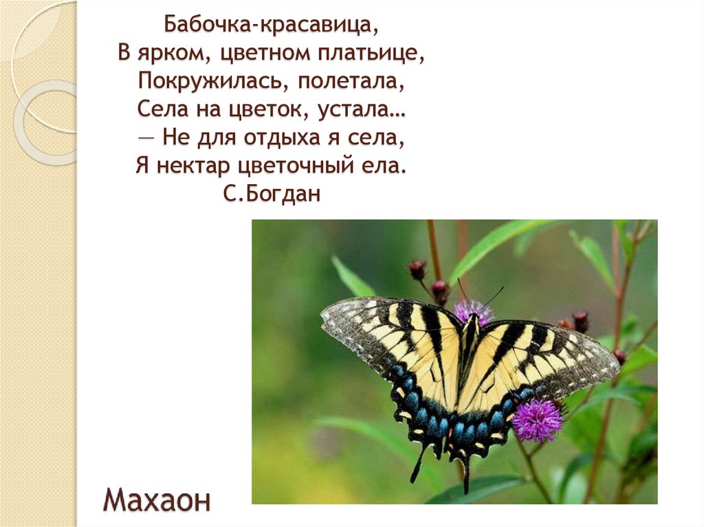 Бабочка-красавица, В ярком, цветном платьице, Покружилась, полетала, Села на цветок, устала… — Не для отдыха я села, Я нектар
