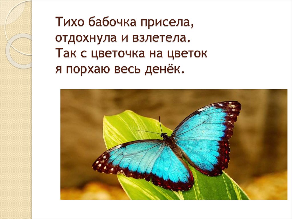 Тихо бабочка присела, отдохнула и взлетела. Так с цветочка на цветок я порхаю весь денёк.