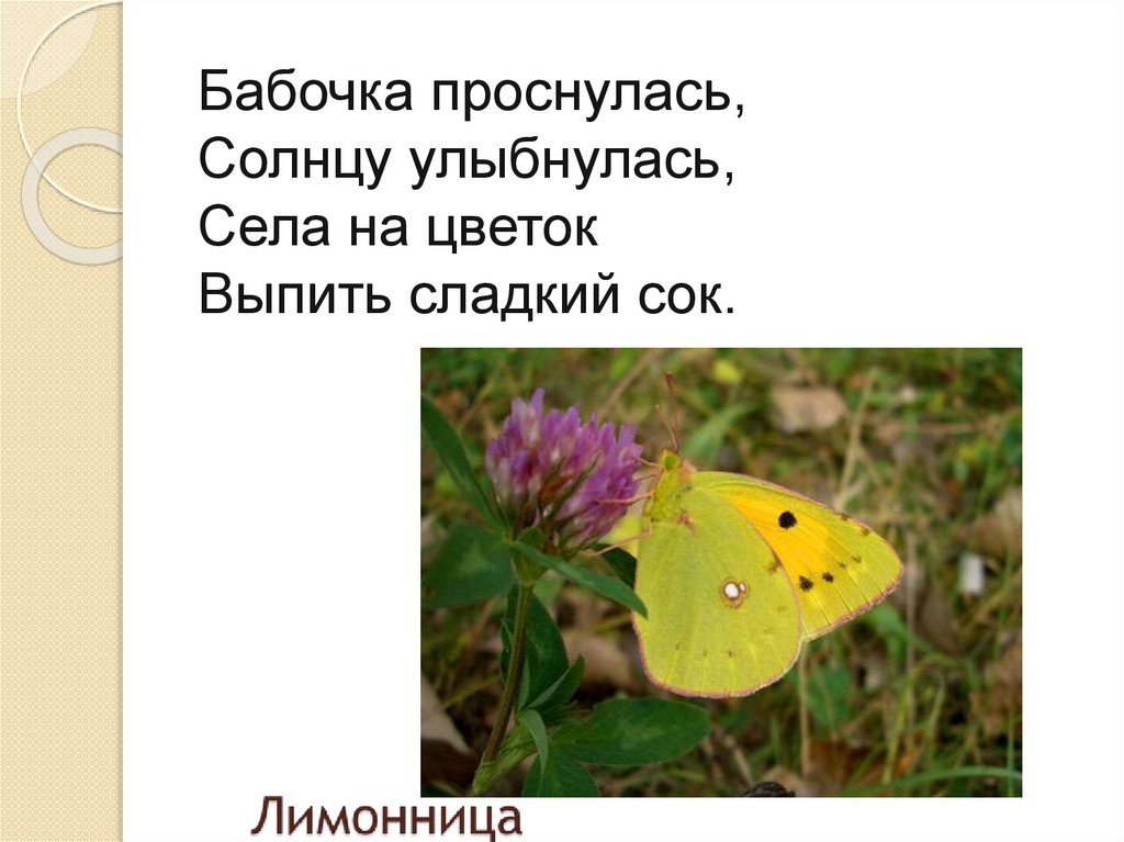 Бабочка проснулась, Солнцу улыбнулась, Села на цветок Выпить сладкий сок.