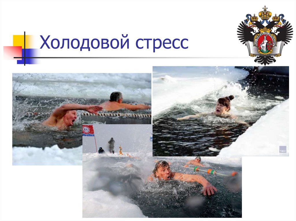 Холодовой стресс