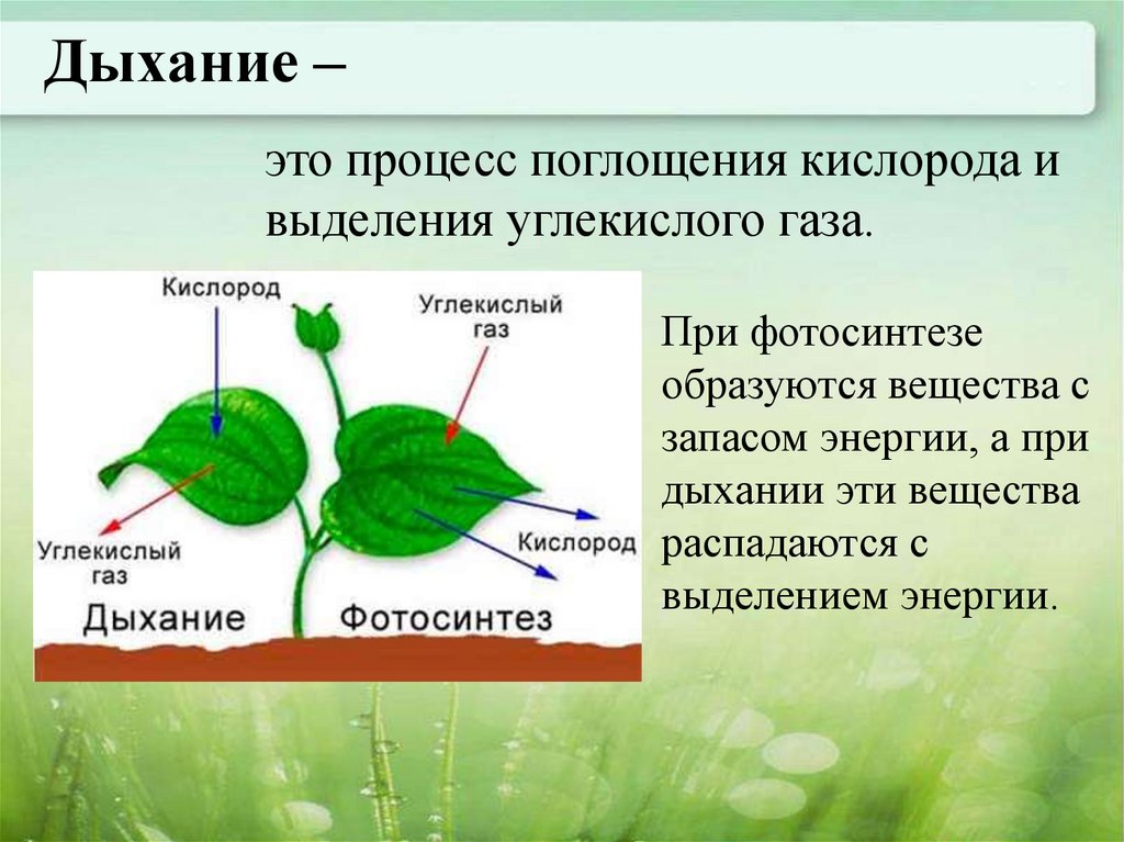 В каких органических клетках происходит фотосинтез. Процесс дыхания растений. Схема процесса дыхания растения. Процессы происходящие при дыхании растений. Дыхание и обмен веществ у растений.