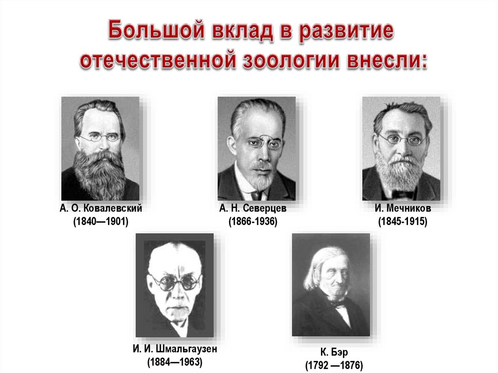 Вклад ученого в развитие биологии таблица. Развитие Отечественной зоологии. История зоологии. Вклад в развитие зоологии. История Отечественной зоологии.