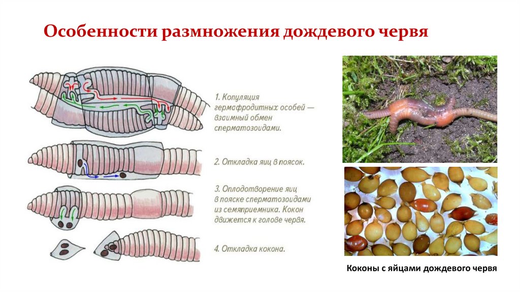 Особенности передвижения дождевого червя. Известковые железы дождевого червя. Внешнее и внутреннее строение дождевого червя. Приспособления дождевого червя к передвижению в почве.