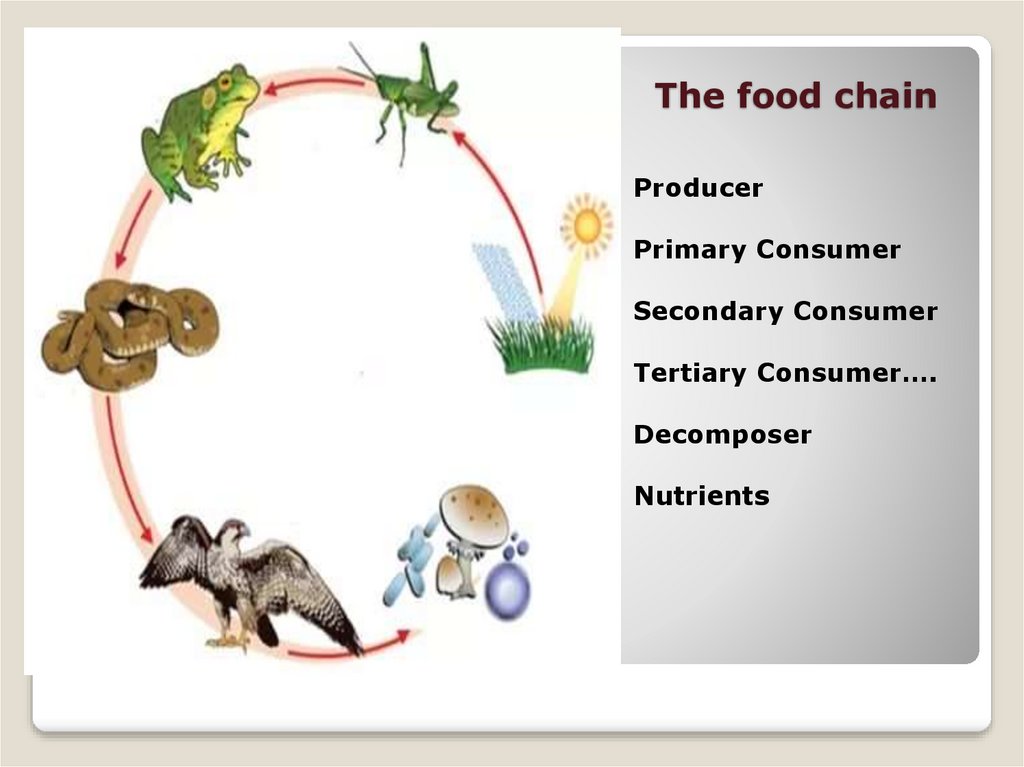 Пример пищевой цепи 5 класс. Цепочка питания 5 класс биология. Схема пищевой Цепочки 5 класс биология. Пищевая цепь для живых организмов 5 класс. Цепочка питания животных 7 класс биология.