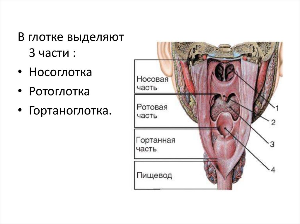 Окологлоточное кольцо какая система