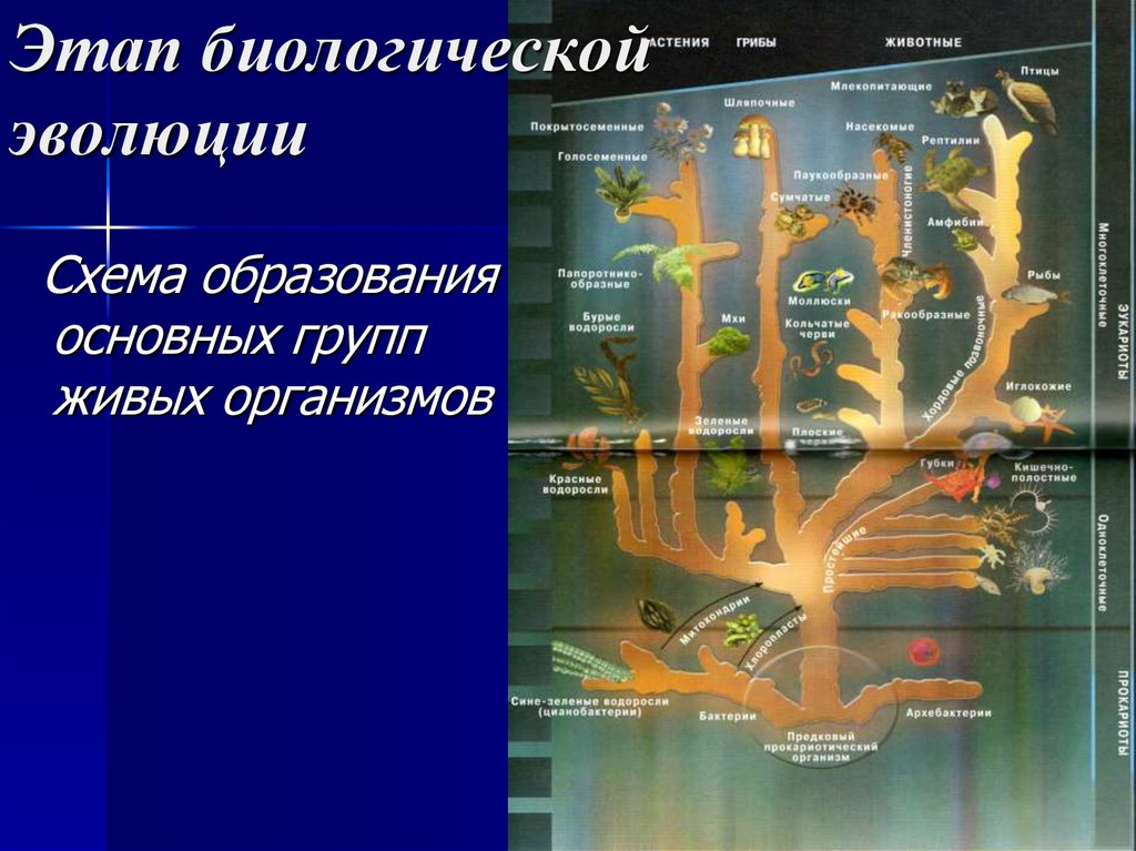 Основные этапы развития жизни на земле презентация