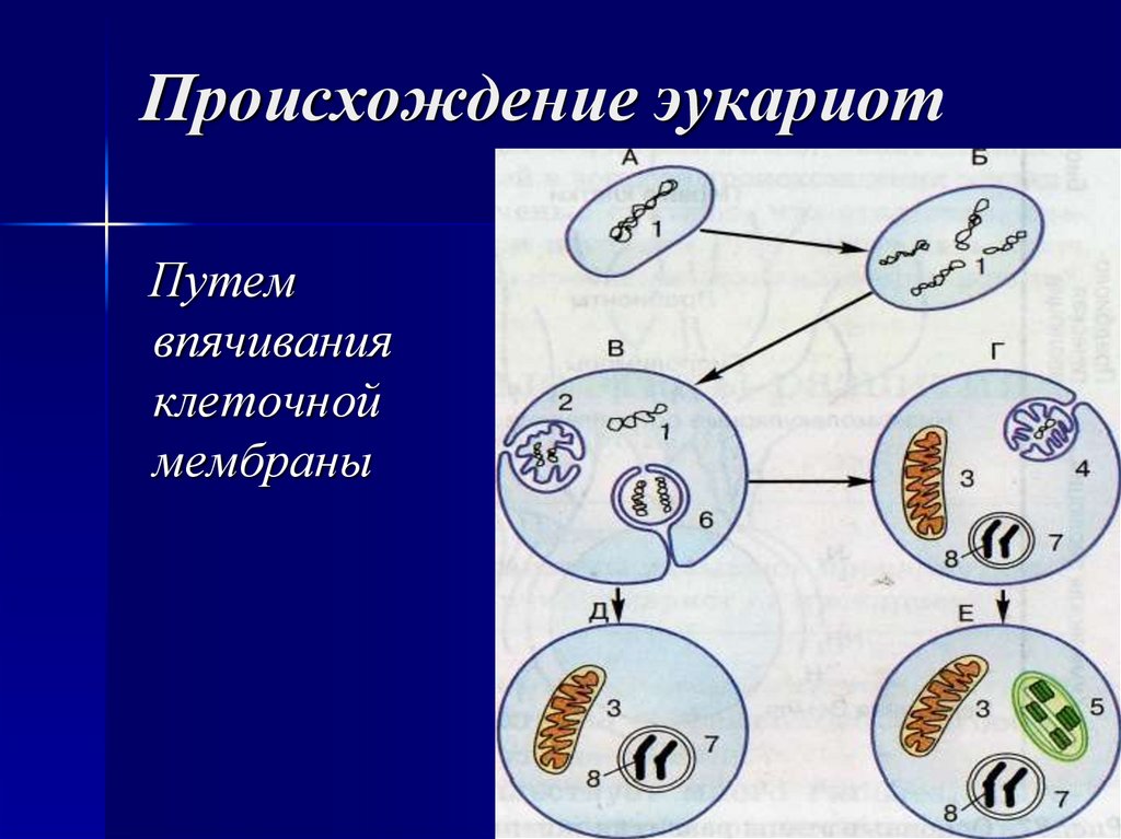 Происхождение эукариот
