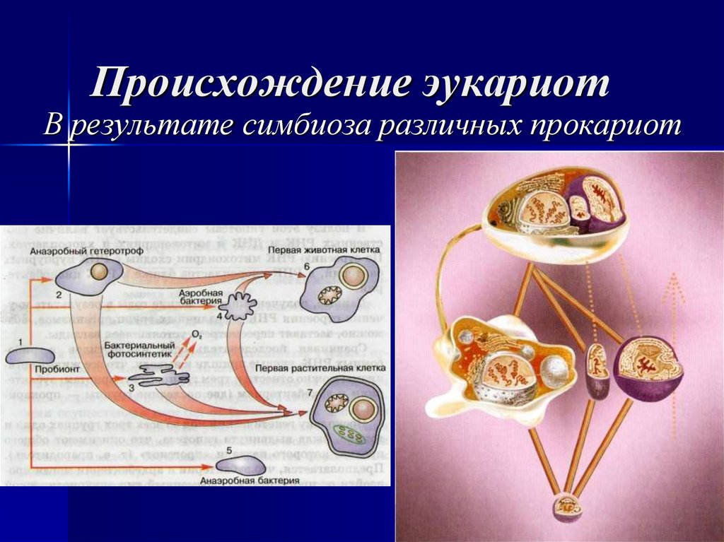 Происхождение эукариот