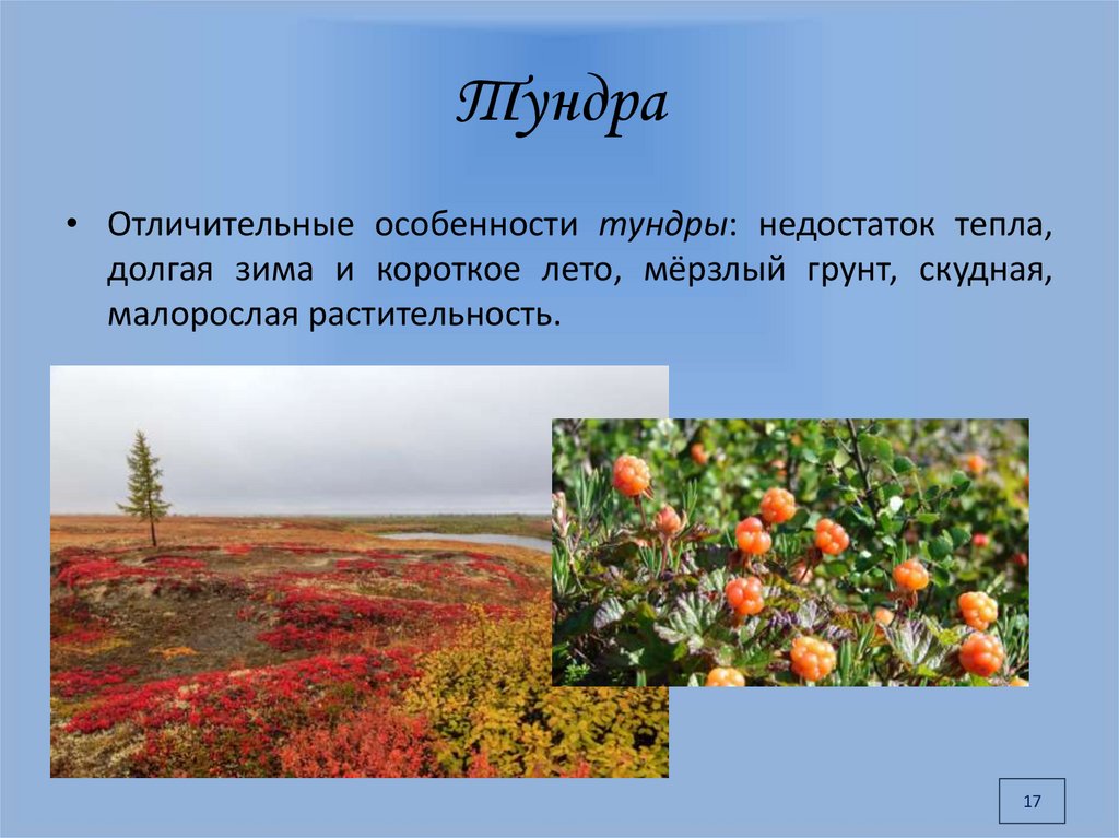 Характеристика тундры в россии. Природные зоны земли тундра. Природная зона тундра растения. Особенности тундры. Растения зоны тундры.
